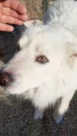 CANE IN ADOZIONE: GREG - Foto 4