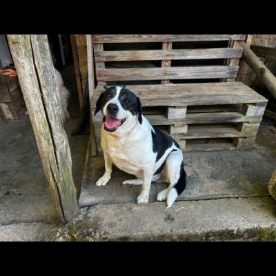 MILKA LA TENEREZZA FATTA CANE, CANE IN ADOZIONE - Foto 3