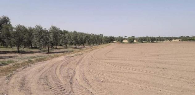 Immobile in asta di 25280 m² in vendita a Cerignola - Foto 10