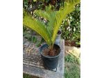 Cycas Revoluta