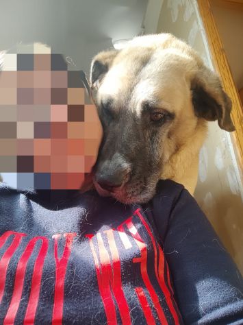 Hulk: gigante buono educato e coccolone - Foto 2