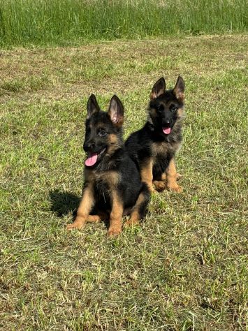 Cuccioli di pastore tedesco - Foto 4