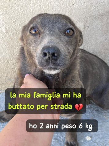 BUTTATA VIA, ORA SI SPEGNE IN CANILE CHICCA 2 ANNI 6 KG TAGLIA PICCOLA - Foto 3