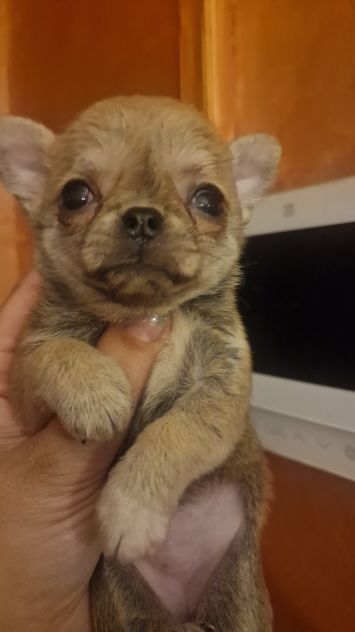 Cuccioli di chihuahua cuccioloni - Foto 3