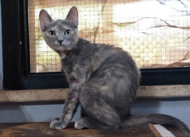ZELDA, tenera gattina da adottare! - Foto 3