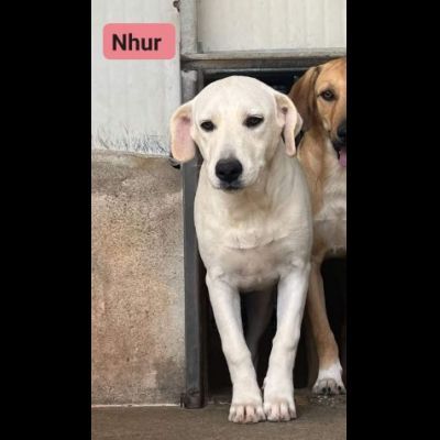 NHUR TENERA CUCCIOLA IN ADOZIONE - Foto 4