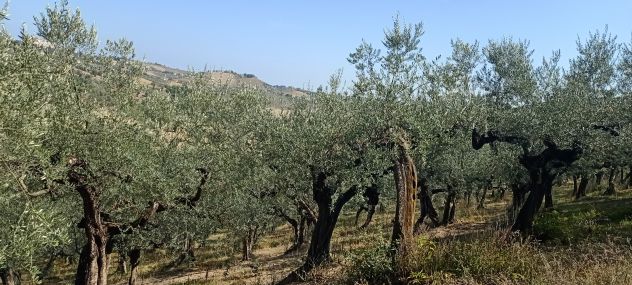 Terreno in vendita a Loreto Aprutino - Foto 6