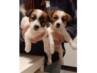 JACK RUSSELL TERRIER