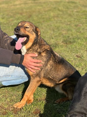 GIOI CANE IN ADOZIONE - Foto 6