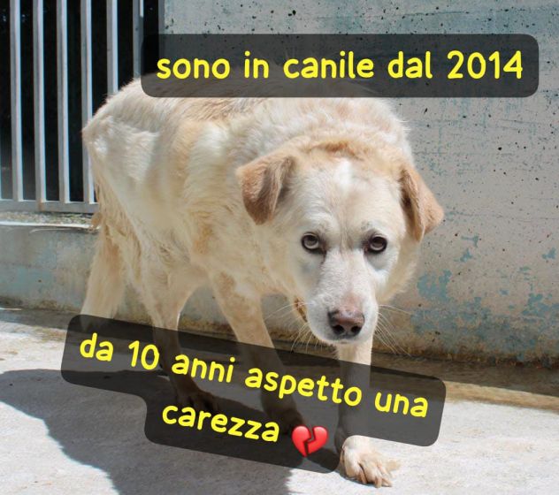 BIANCO 11 ANNI TAGLIA MEDIA