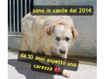 BIANCO 11 ANNI TAGLIA MEDIA