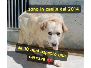 BIANCO 11 ANNI TAGLIA MEDIA