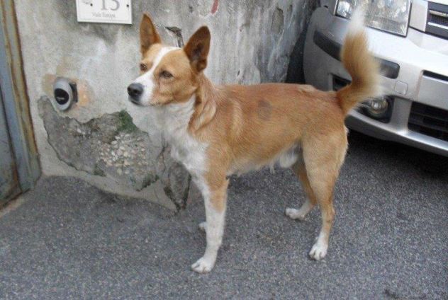 GIACOMINO, dolce cagnolino in pericolo - Foto 2