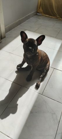 Bulldog francese - Foto 5