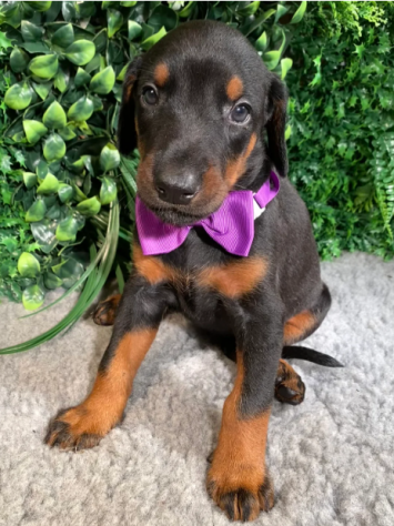 Dobermann cuccioli Molto affettuoso