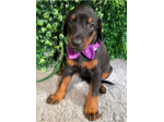 Dobermann cuccioli Molto affettuoso
