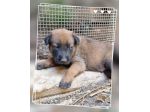 Cuccioli Allevamento Pastore Belga Malinois a Reggio Calabria