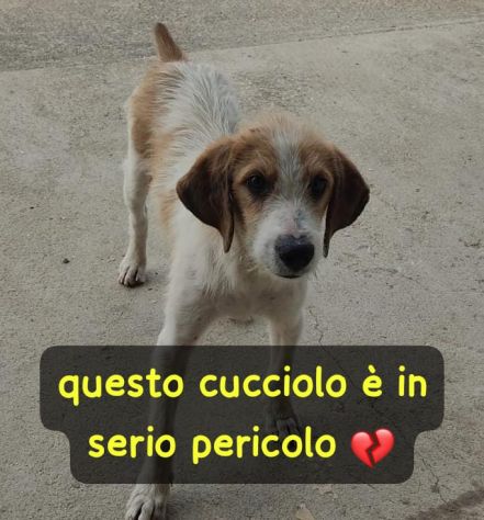 ALVIN CUCCIOLO 6 MESI SIMIL SEGUGIO