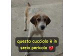 ALVIN CUCCIOLO 6 MESI SIMIL SEGUGIO