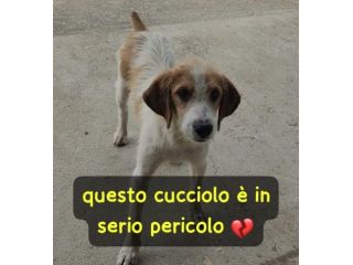ALVIN CUCCIOLO 6 MESI SIMIL SEGUGIO