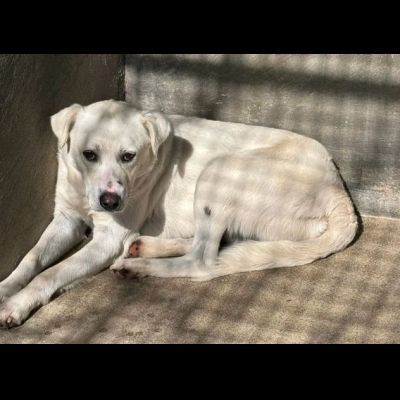 LUCIANO UNA FOTO PER CAMBIARE IL SUO DESTINO CANE IN ADOZIONE