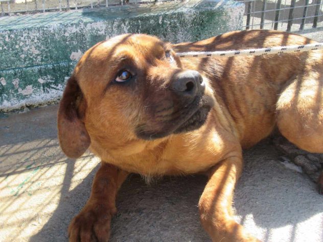 BART 2 ANNI SIMIL CORSO IN CANILE - Foto 3