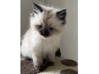 Adorabili gattini Ragdoll di razza pura