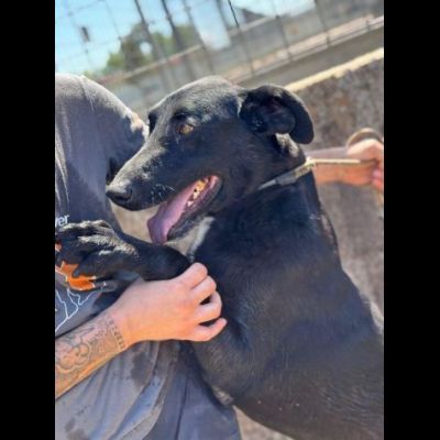 AARON coccolone e amorevole cane in adozione - Foto 8