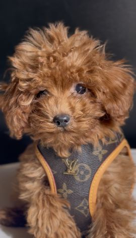 BARBONCINI TOY CUCCIOLI ROSSI DISPONIBILI - barboncino toy cucciolo