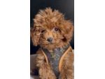 BARBONCINI TOY CUCCIOLI ROSSI DISPONIBILI - barboncino toy cucciolo