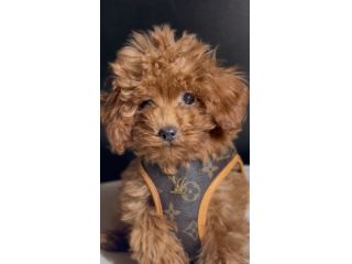BARBONCINI TOY CUCCIOLI ROSSI DISPONIBILI - barboncino toy cucciolo