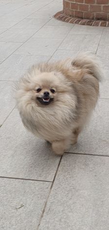Volpino di pomerania pedigree