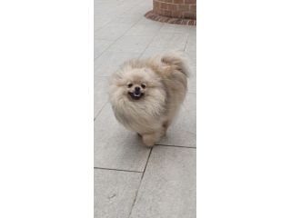 Volpino di pomerania pedigree