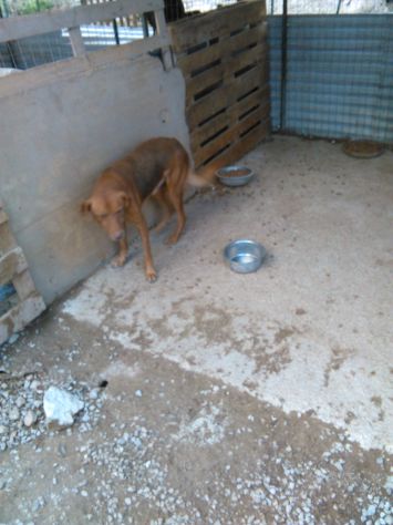 SIMONE, canuzzo buonissimo - Foto 4