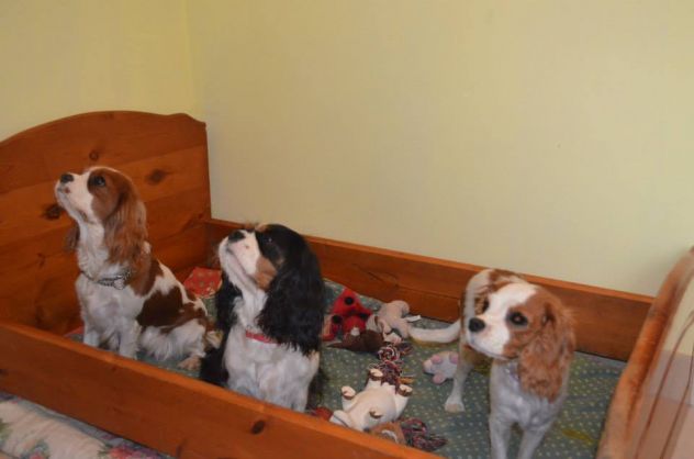 Pensione per cani - Foto 3