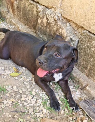 Eros e Bea due amici fedeli in adozione - Foto 6