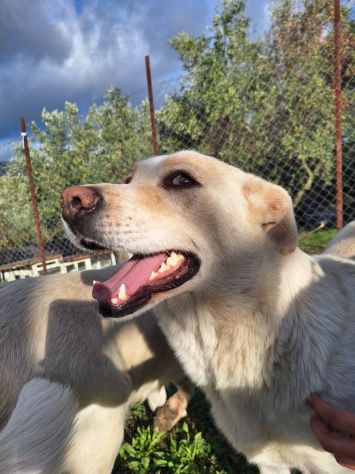 CORBINA MAGNIFICO CARATTERE CANE IN ADOZIONE - Foto 5