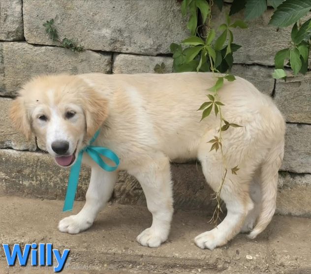 WILLY - Foto 5