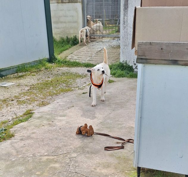 Mario è solo un cucciolo, non merita di morire in un canile. - Foto 2