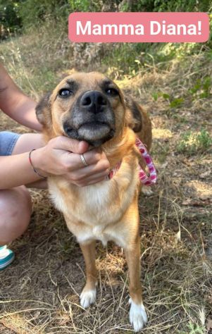 DIANA E SHILA CAGNOLINE IN ADOZIONE - Foto 3