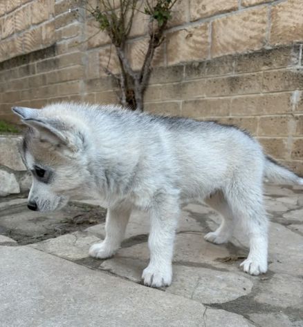 Cuccioli maschietti di Siberian Husky - Foto 5