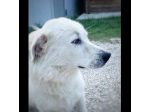 GIOVANE CANE IN ADOZIONE, DOLCISSIMO