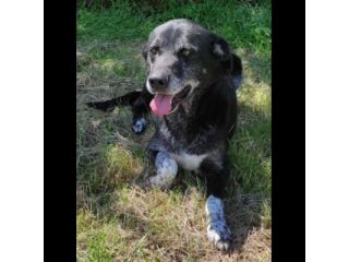 TIMIDO E PACATO CAGNOLINO IN ADOZIONE