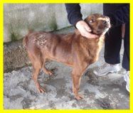 TARGET , CAGNOLINO CHE HA SOFFERTO TANTO ORA SOLO IN CANILE CERCA CASA - Foto 2