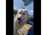 OMAR dolce, equilibrato, cuore di panna CANE IN ADOZIONE