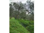 Terreno in vendita a Ficarra