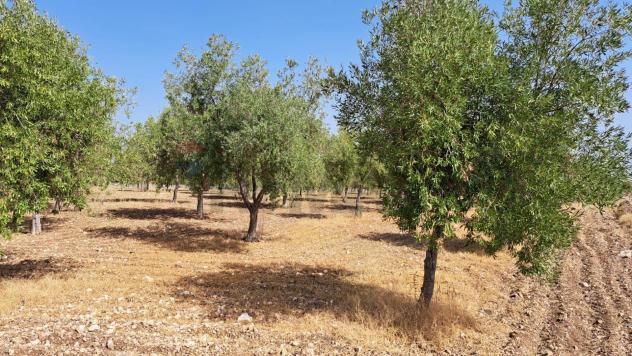 Terreno in vendita a Priolo Gargallo - Foto 4