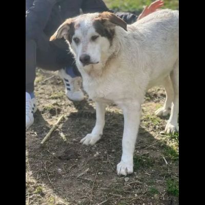 LA DOLCEZZA CHIAMATA NORMAN CANE IN ADOZIONE - Foto 5