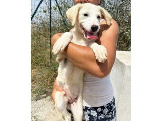 TOPAZIO cucciolo simil Labrador in canile