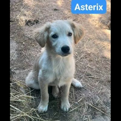 CUCCIOLI IN ADOZIONE - Foto 8